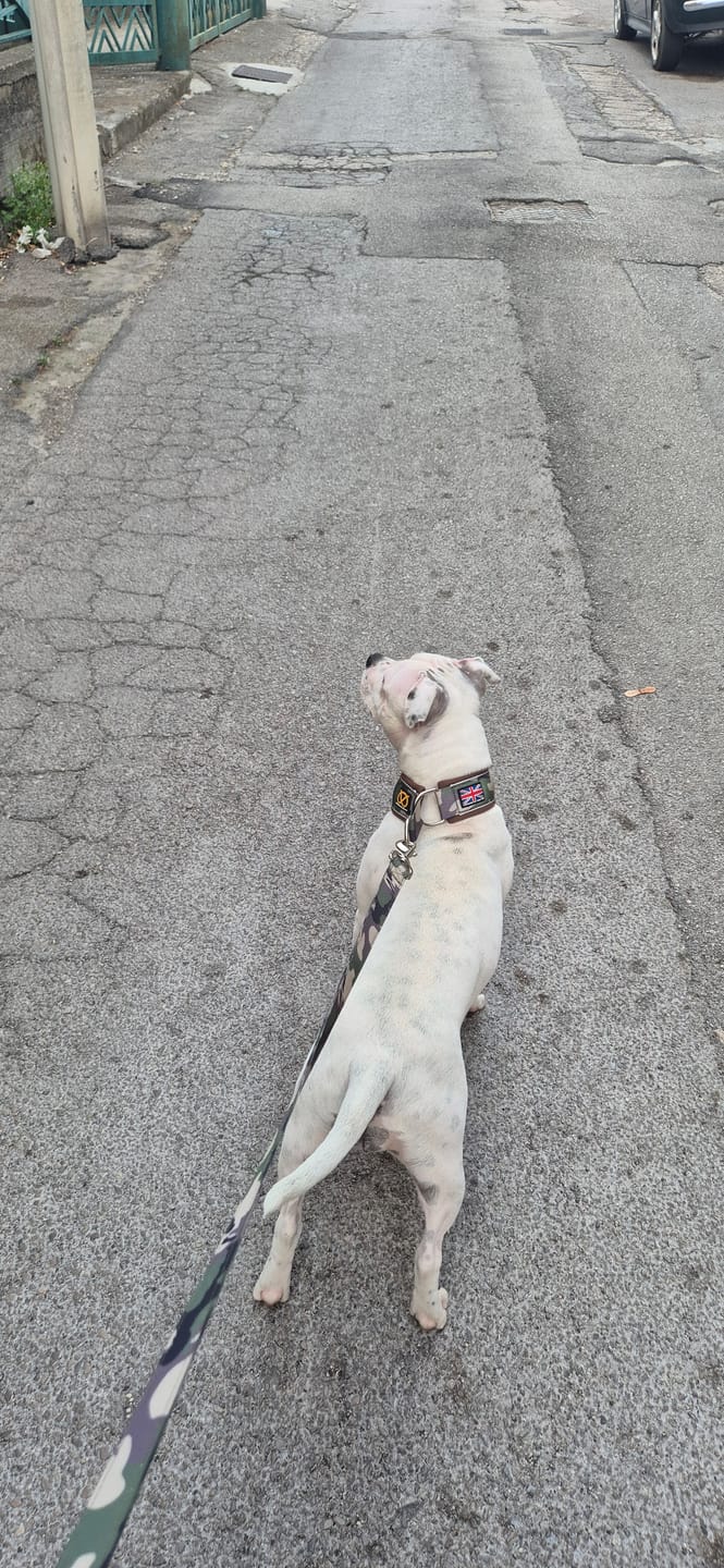 Customer photo review of Staffordshire Bull Terrier 1935® Martingale Collar - Classic Camo & Choco