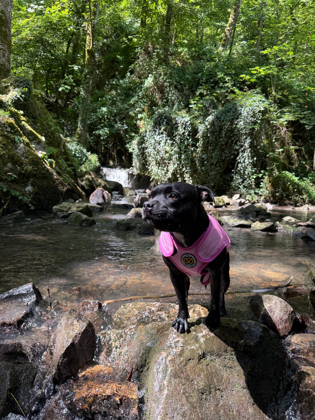 Customer photo review of Staffordshire Bull Terrier 1935® Cooling Vest - Baby Pink
