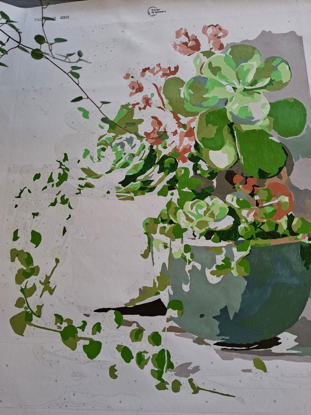Customer photo review of Lentesucculenten