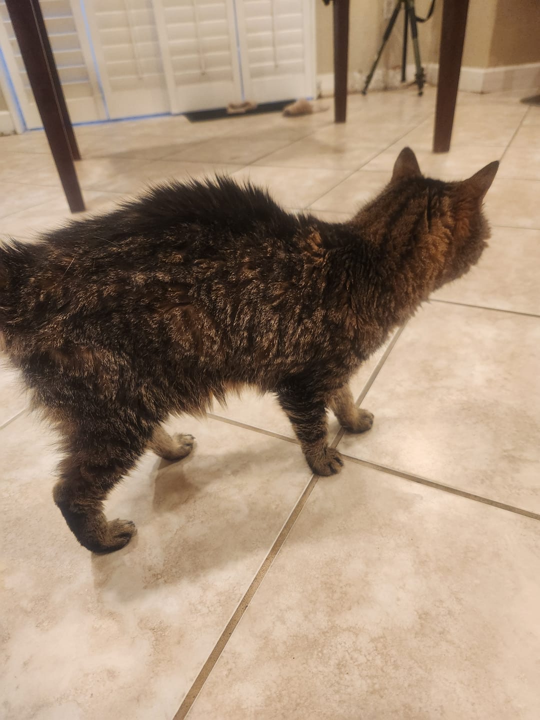 Customer photo review of Blisso Advanced Cat Probiotic