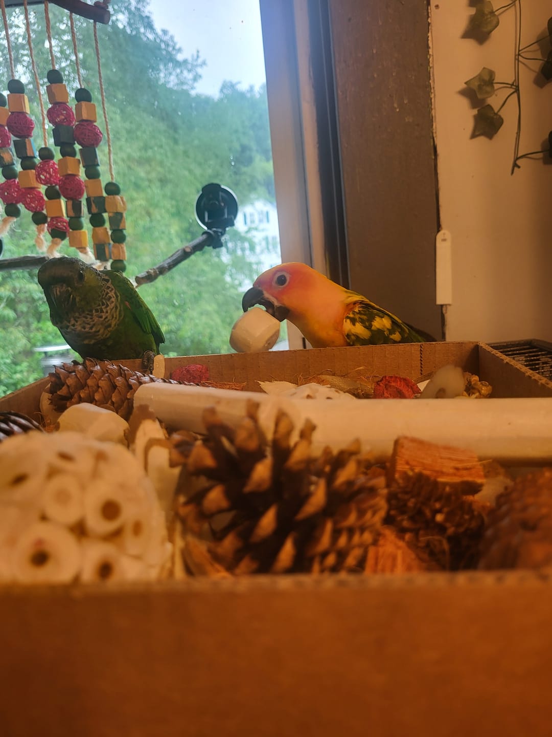 Customer photo review of Foraging Flat Bird Toy (BYOT) – Interactive Treat Hide & Shredding Tray for Parrots, Conures, Cockatiels