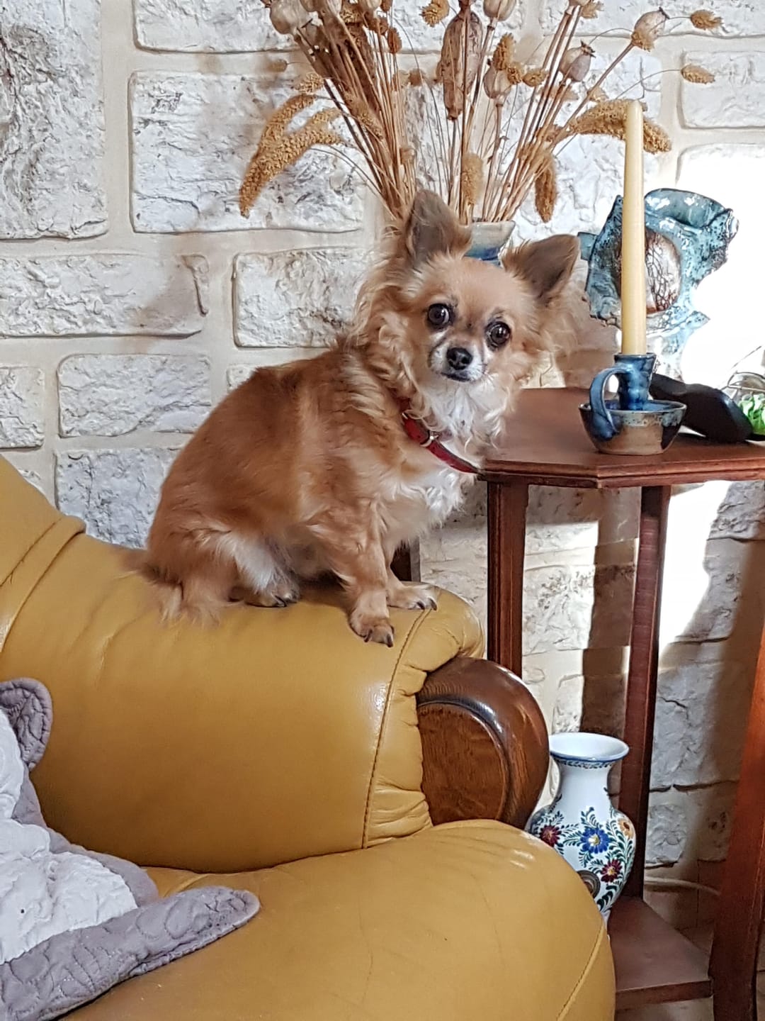 Customer photo review of Broderie Diamant - Petit Chien roux