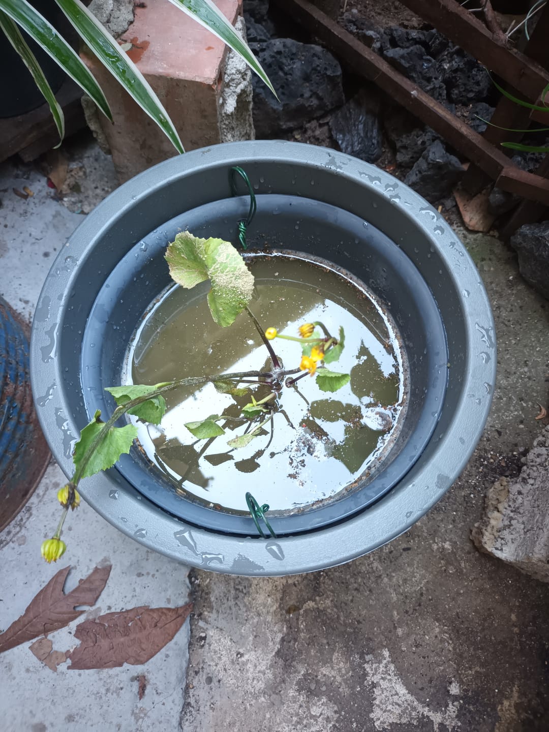 Customer photo review of CALTHA PALUSTRIS (Farfarugio)