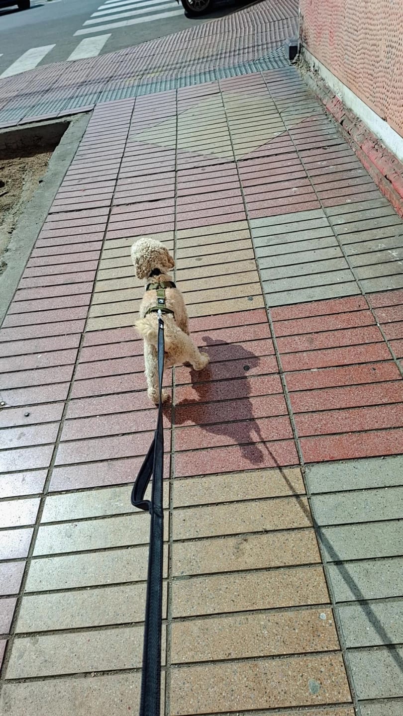 Customer photo review of Correa para Perros - Latex Antiquemaduras | 1,8 mts | Black