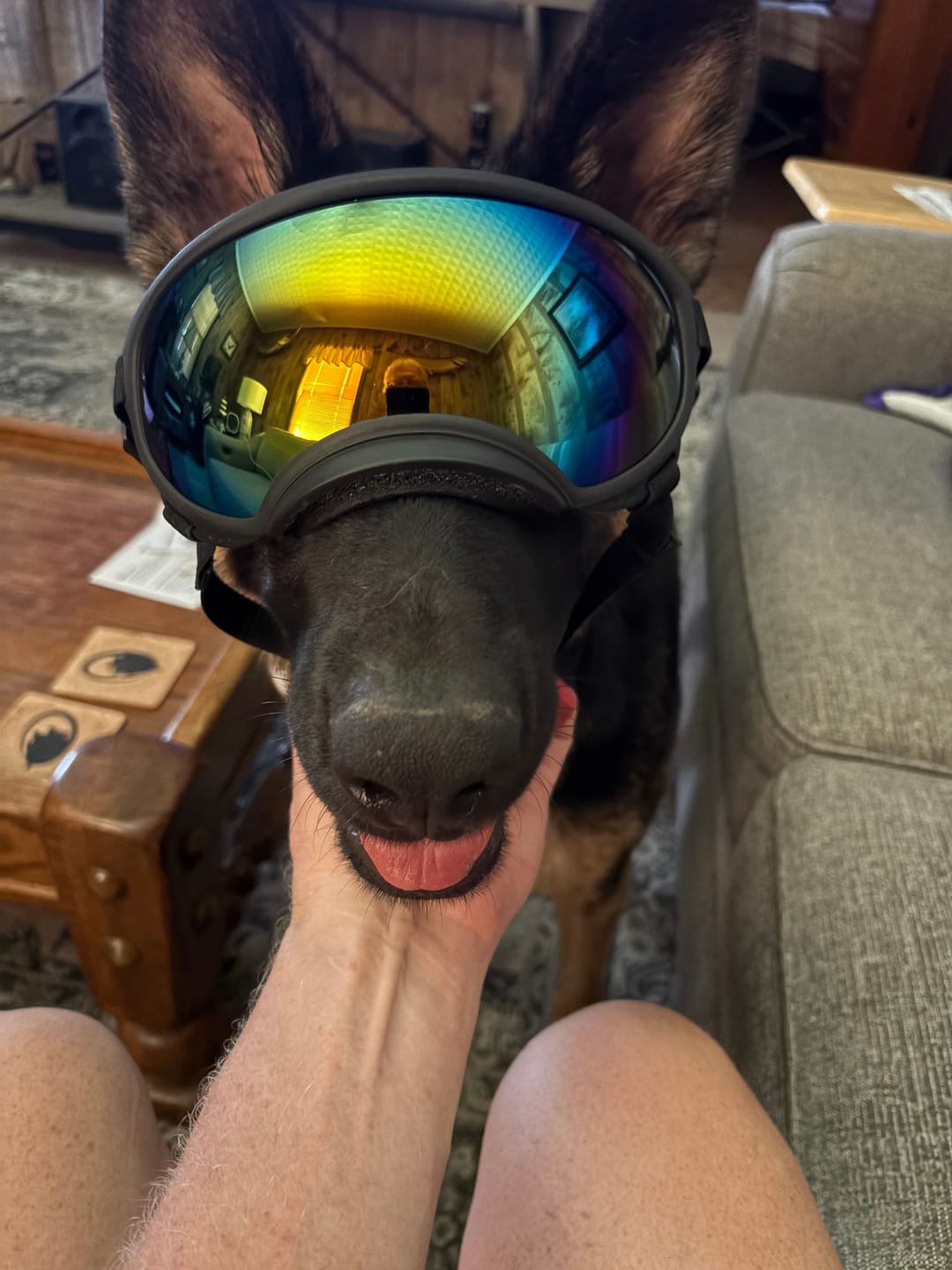 Customer photo review of Team K9® Dog Goggles