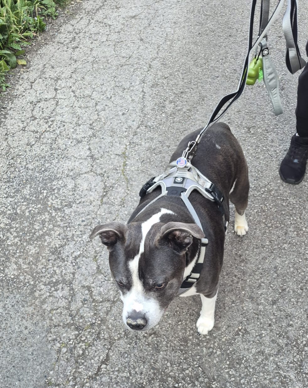 Customer photo review of Anti Pull Hurricane Harness Lighter | With Handle - Grey