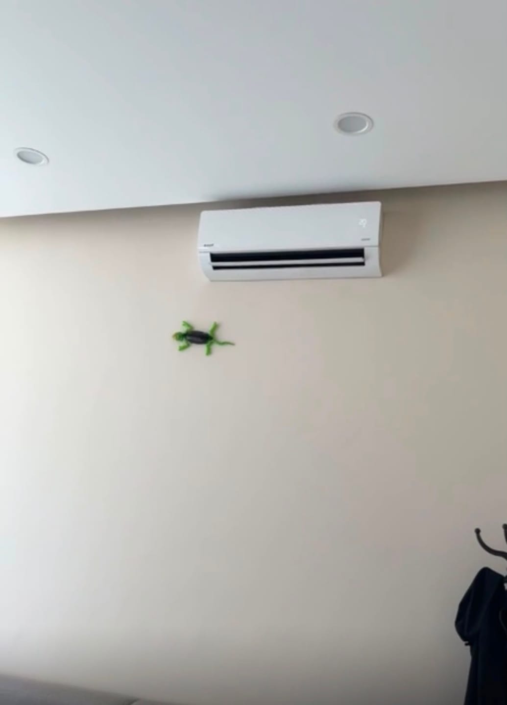 Customer photo review of TinyMini™ Uzaktan Kumandalı Duvar ve Tavana Tırmanabilen Kertenkele
