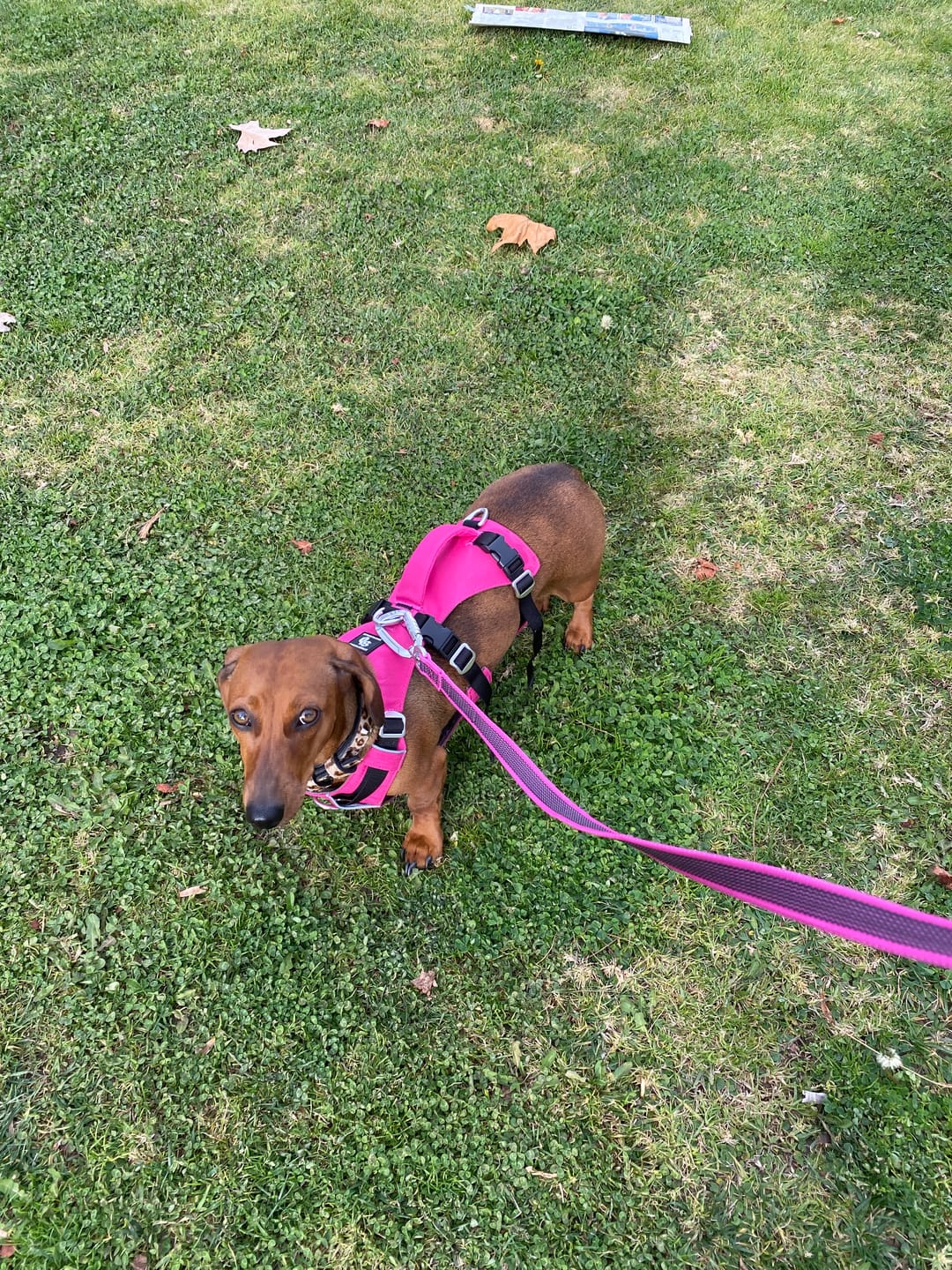 Customer photo review of Correa Larga para Perros - Latex Antiquemaduras | 3 mts | Pink