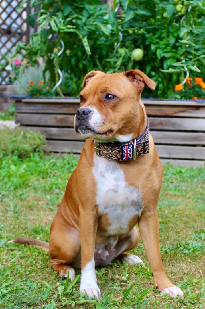 Customer photo review of Staffordshire Bull Terrier 1935® Nylon Collar - Leopard