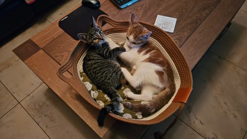 Customer photo review of Instinct Basket | Meet the first research-backed natural territory for indoor cats