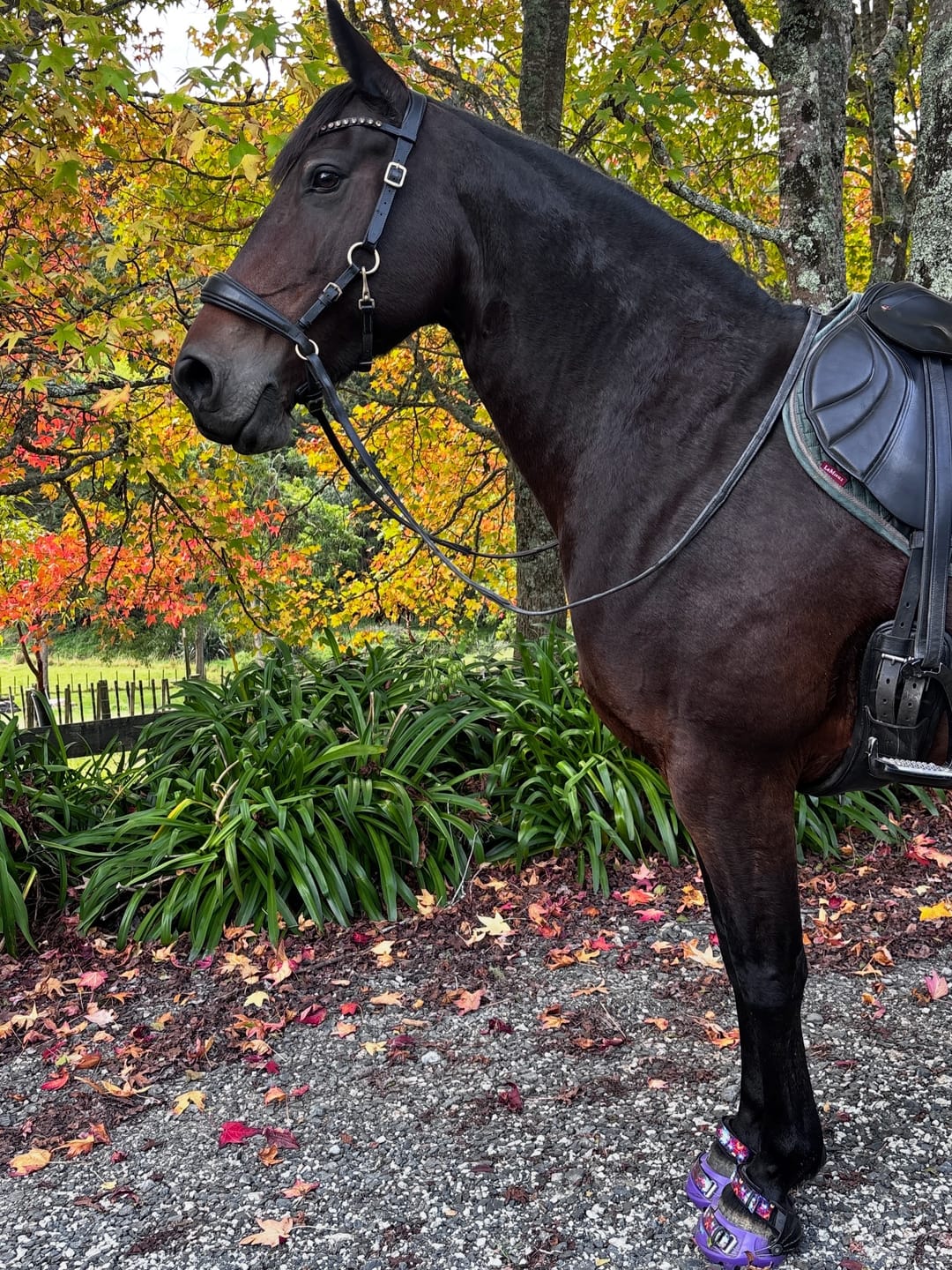 Customer photo review of Renegade® Viper Vivid™ Hoof Boot - Mystic Purple