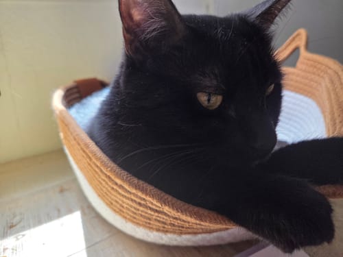 Customer photo review of Instinct Basket | Meet the first research-backed natural territory for indoor cats