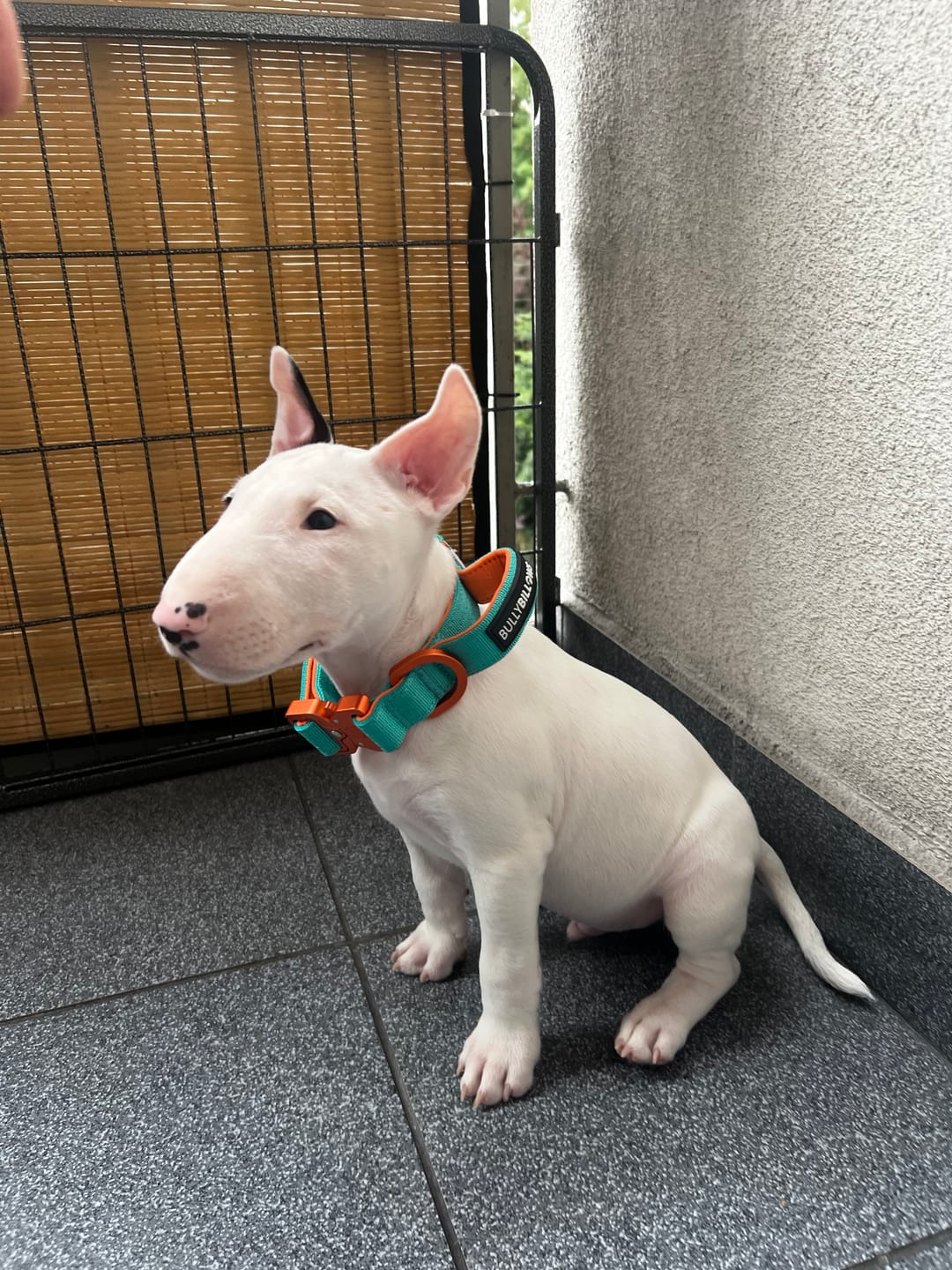 Customer photo review of 2.5cm Lighter Combat® Collar | With Handle & Secure Clip - Turquoise x Orange