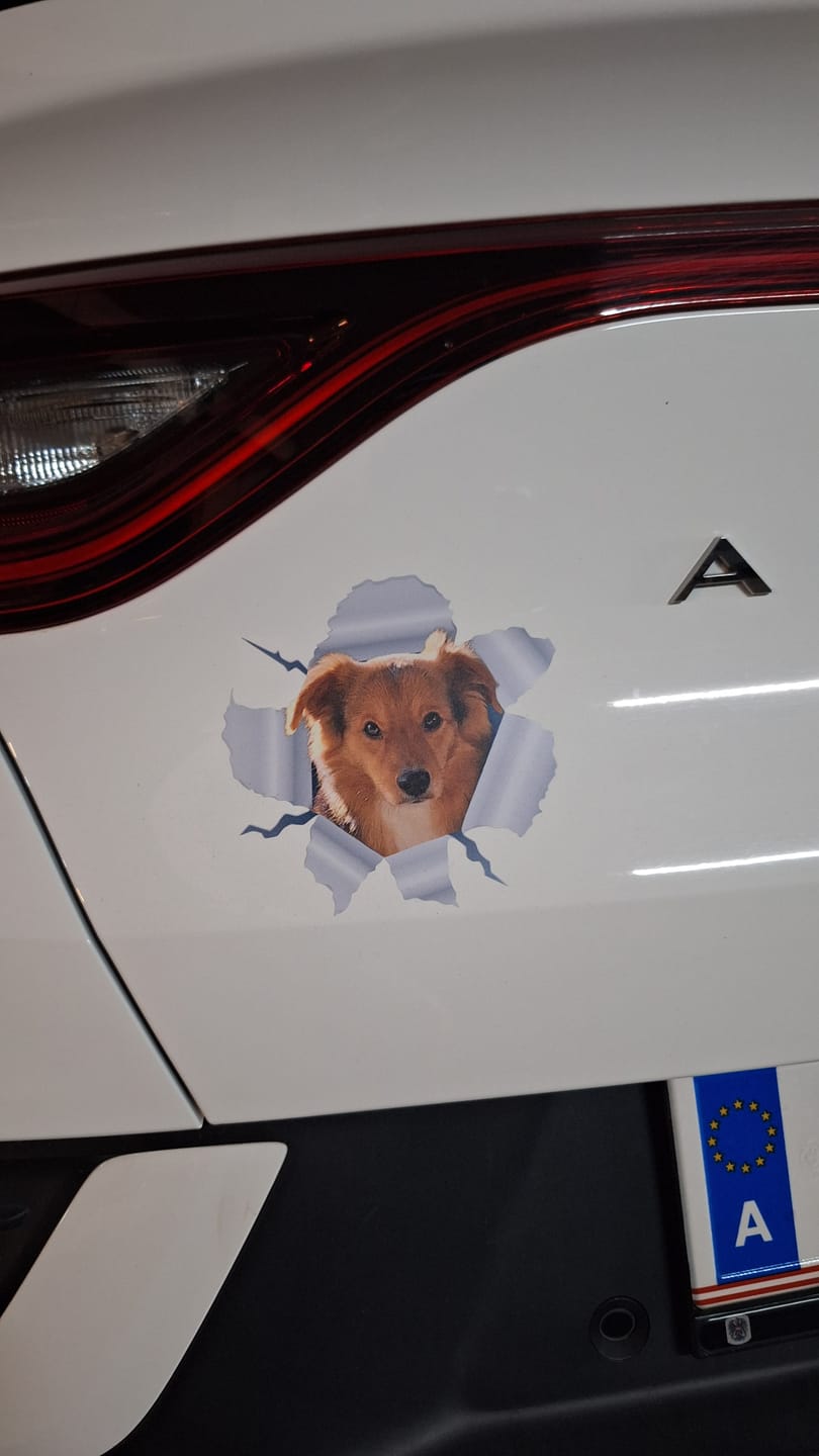 Customer photo review of Personalisierter Autoaufkleber - Spähendes Foto