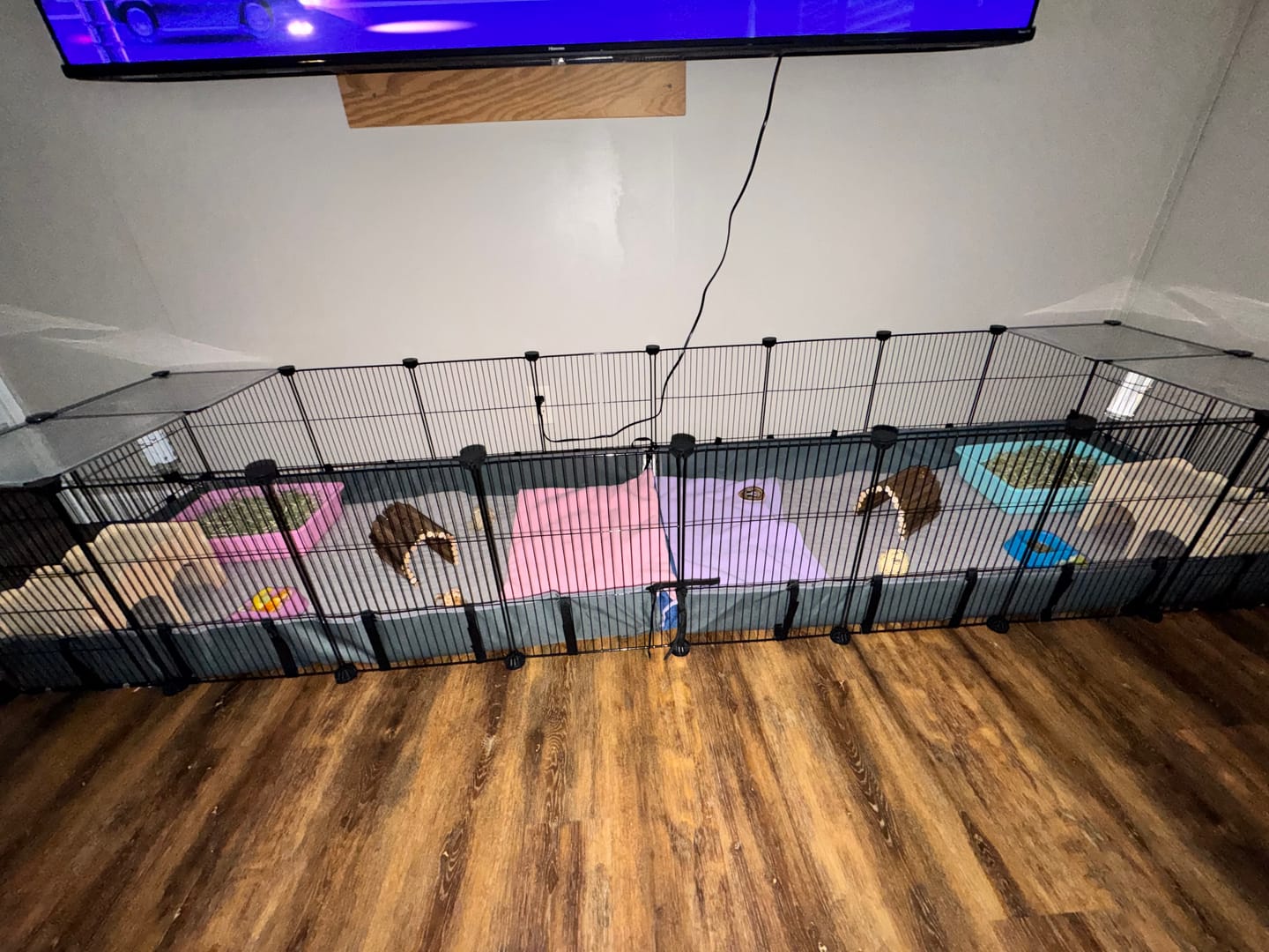 Customer photo review of GuineaDad Original Liner For Small Animal Cages