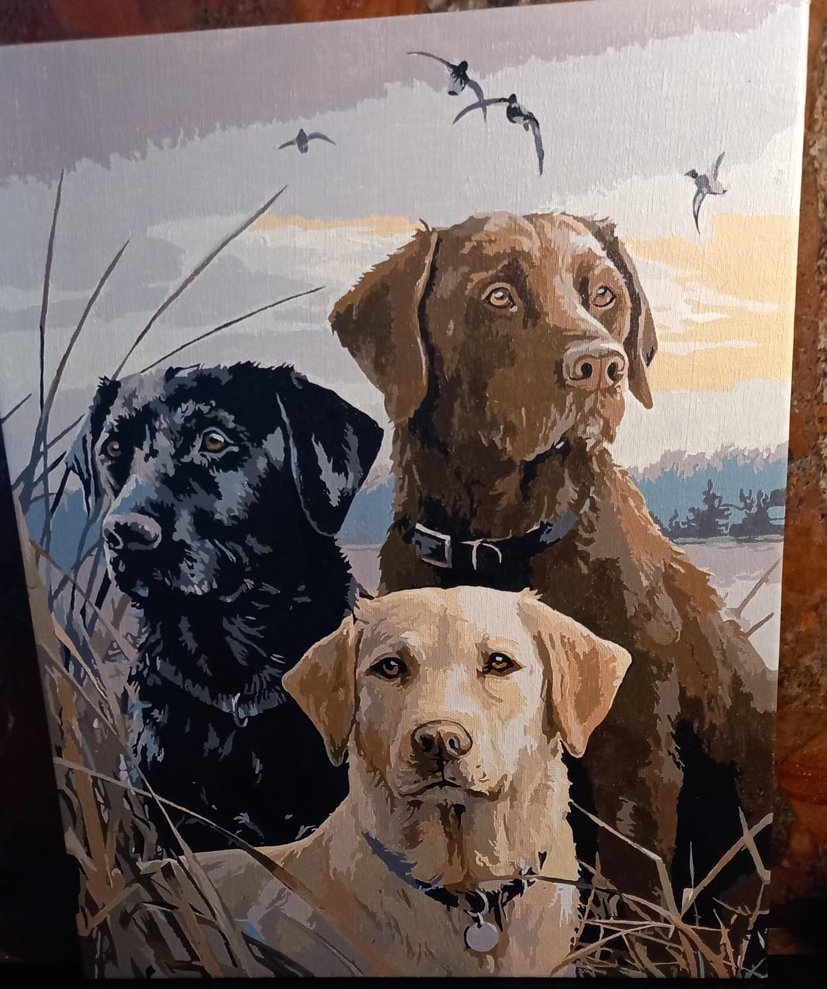 Customer photo review of Chien Labrador