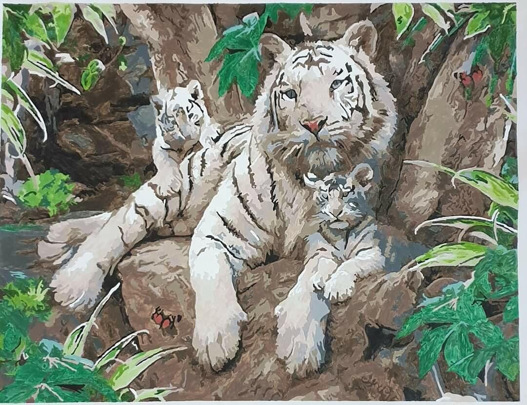 Customer photo review of Tigres blanc en famille