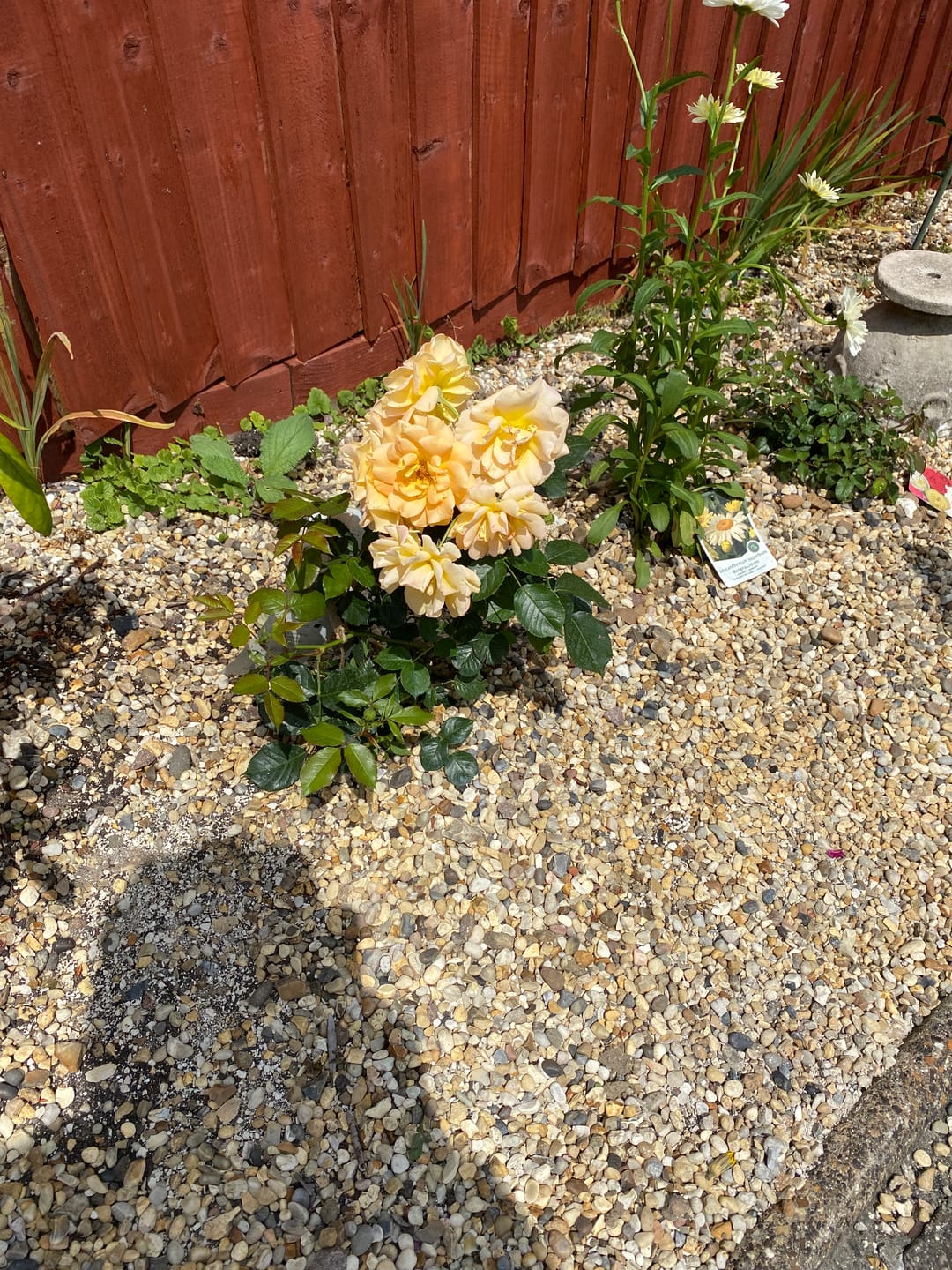 Customer photo review of “A Rose to Say Happy Birthday”- Gift Wrapped - 3L Potted - Five Colour Choices