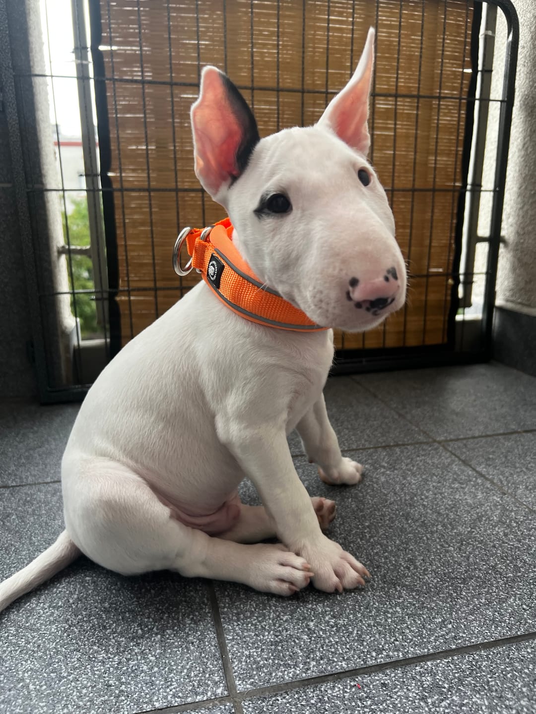 Customer photo review of 3cm Slip on Collar | Foam Padded - Orange
