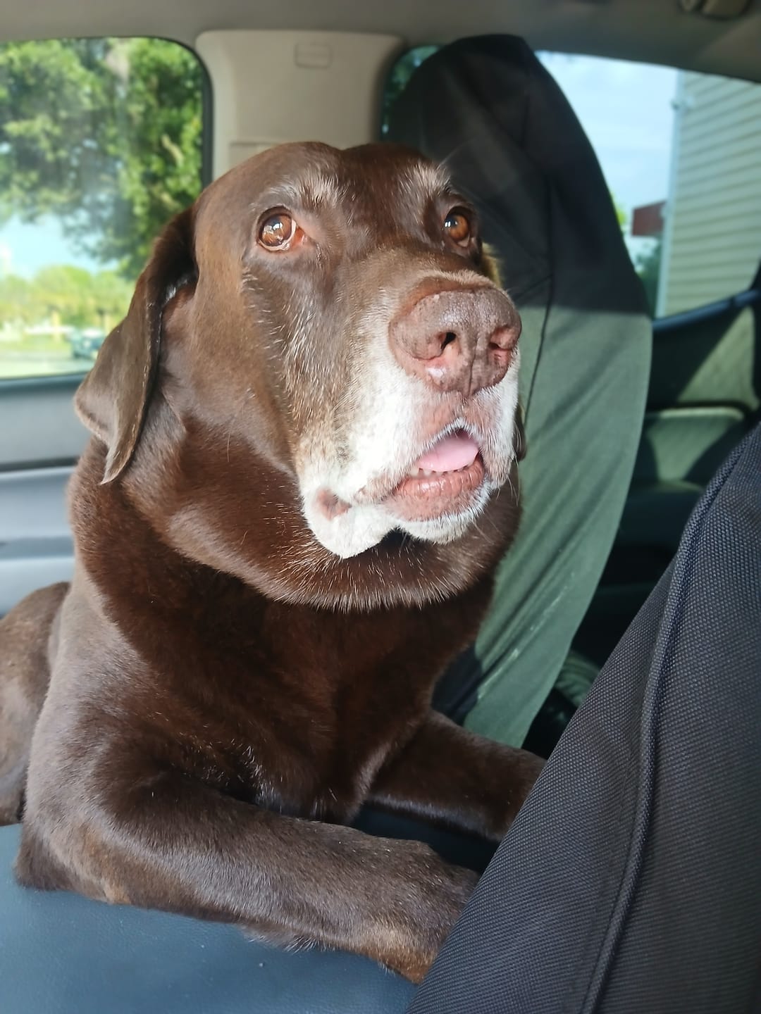 Customer photo review of 12 Inch Beef Jerky Strip