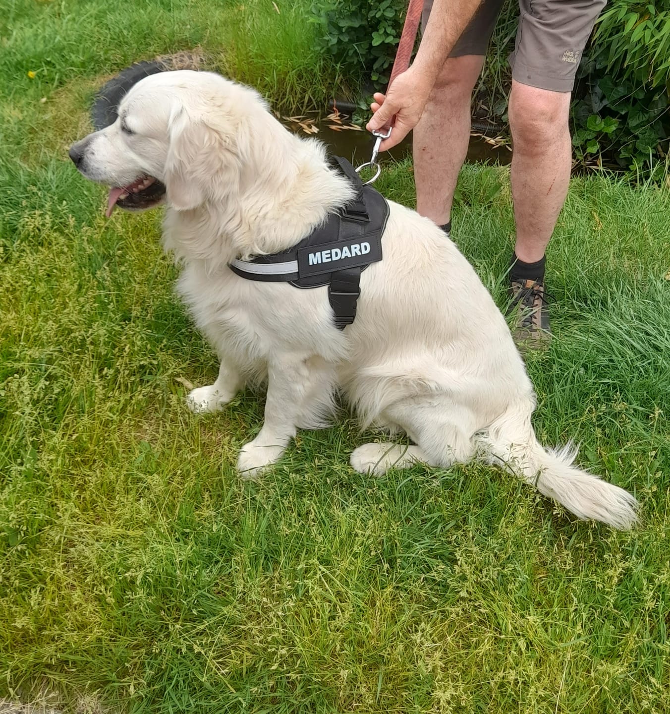 Customer photo review of PawGuard - Gepersonaliseerd Hondentuigje