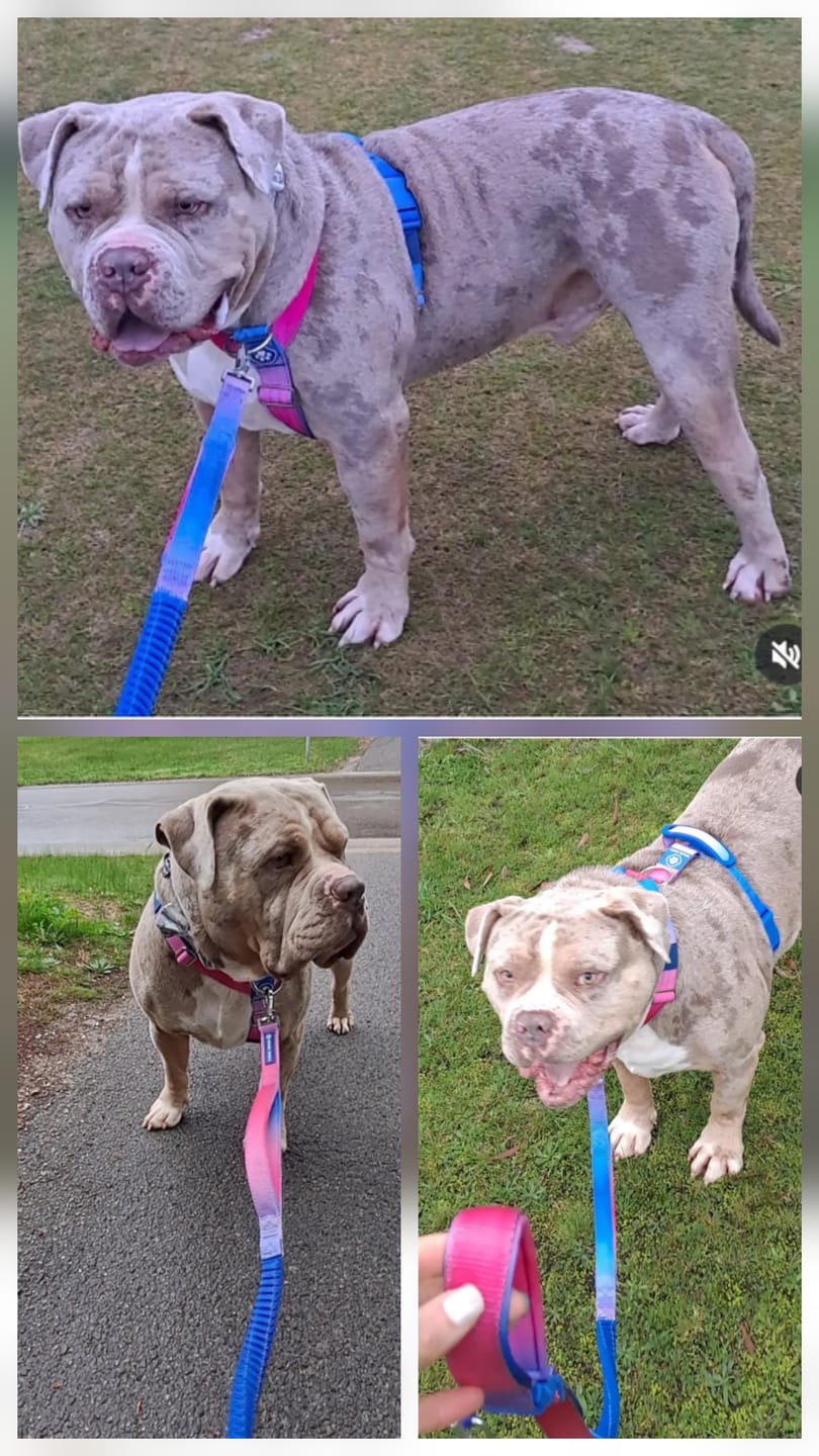 Customer photo review of Comfort Control No-Pull Dog Harness and Multipurpose Leash Set - Snow Cone
