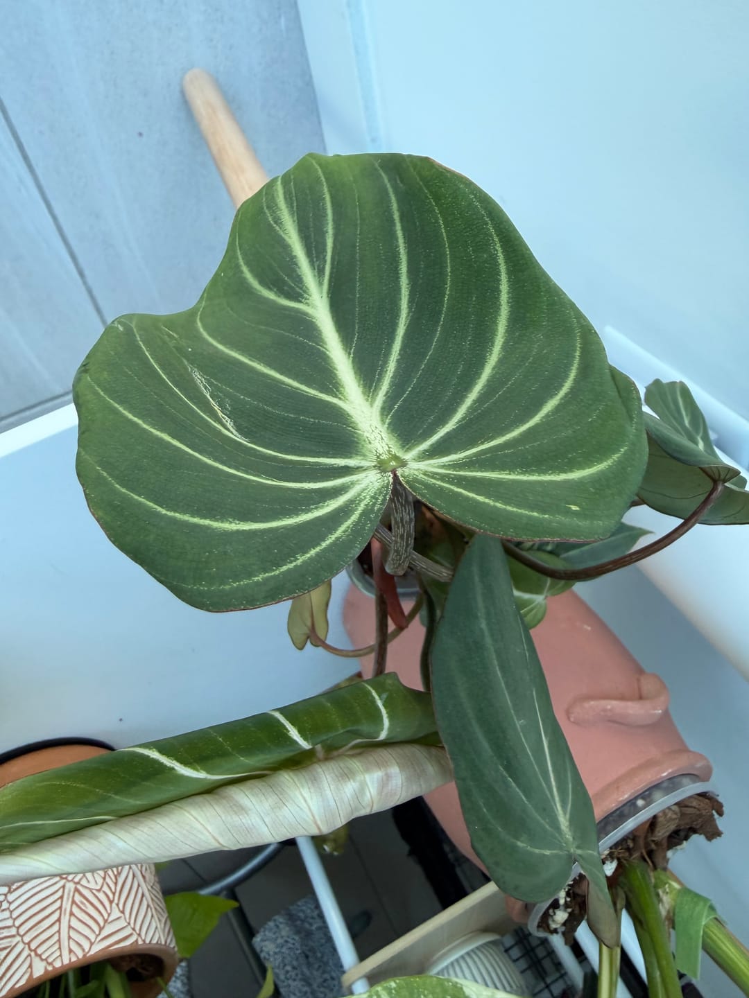Customer photo review of Philodendron gloriosum