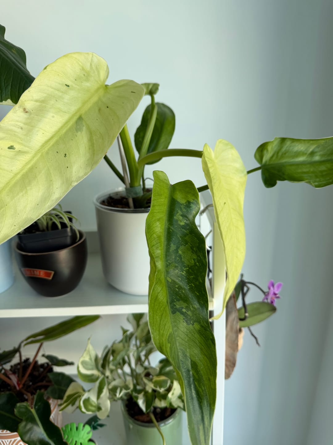 Customer photo review of Philodendron 'Jose Buono'