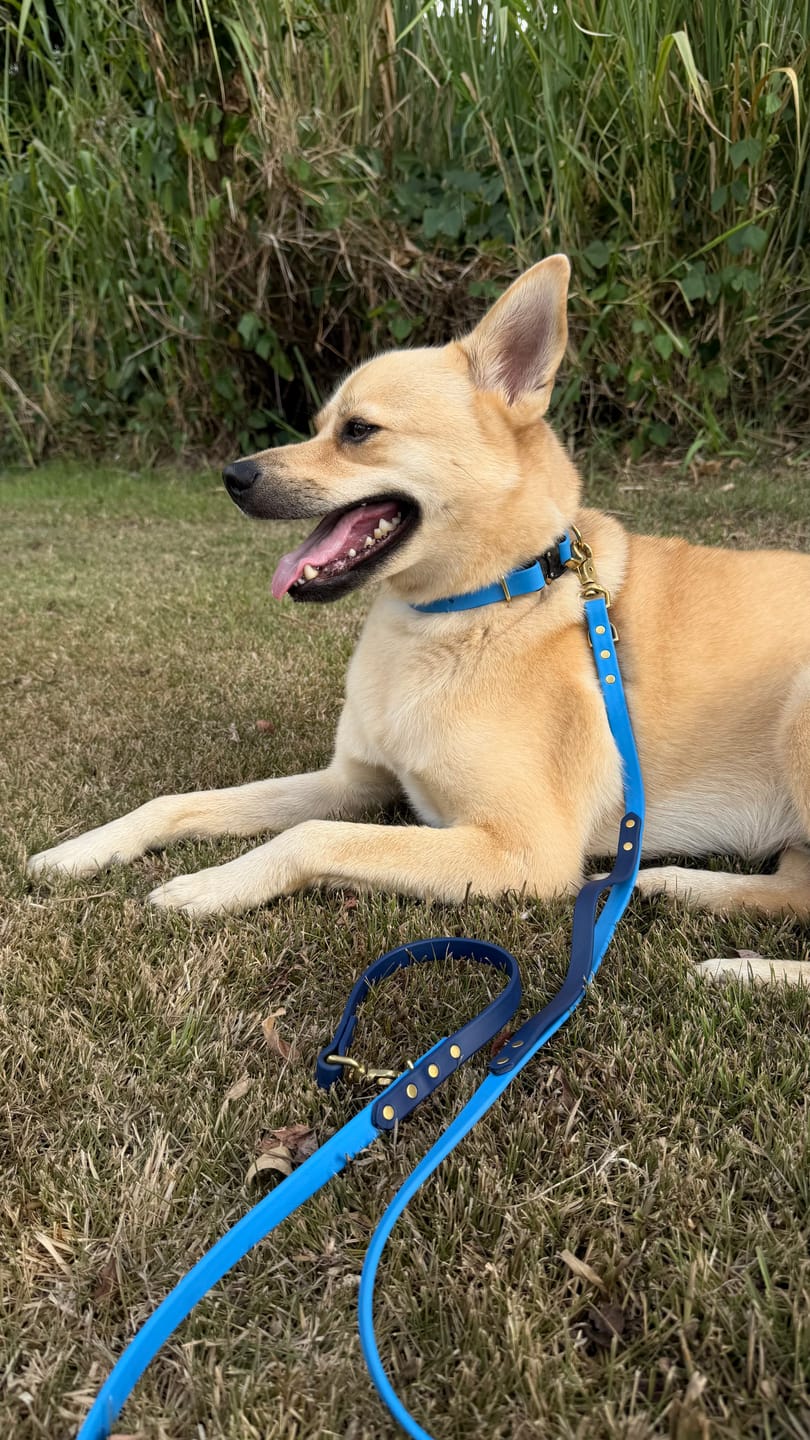 Customer photo review of Adjustable Biothane Quick Release Dog Collar