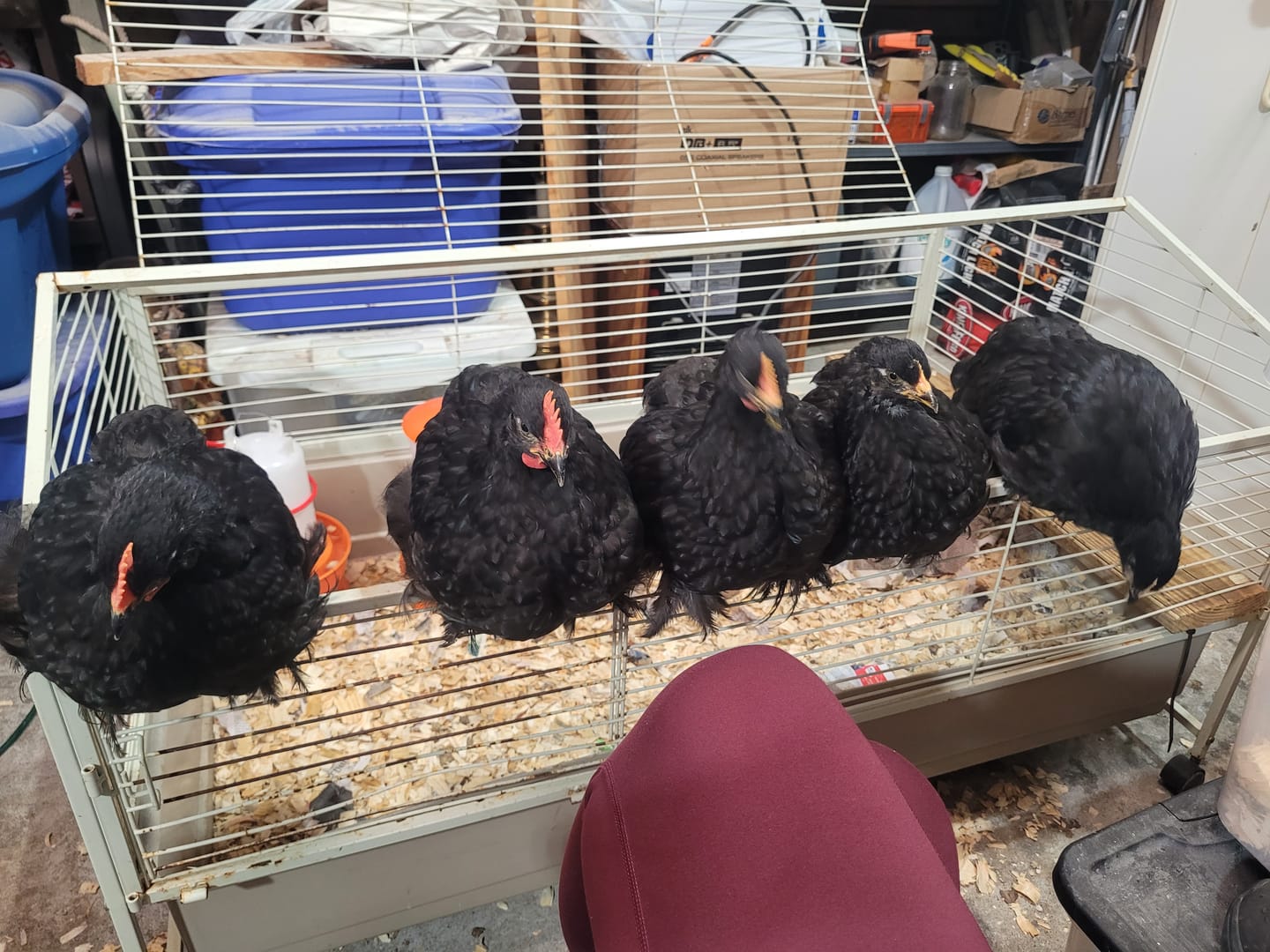 Customer photo review of Nesting Herbs - Control Odors & Keep Coops Mite & Lice-Free