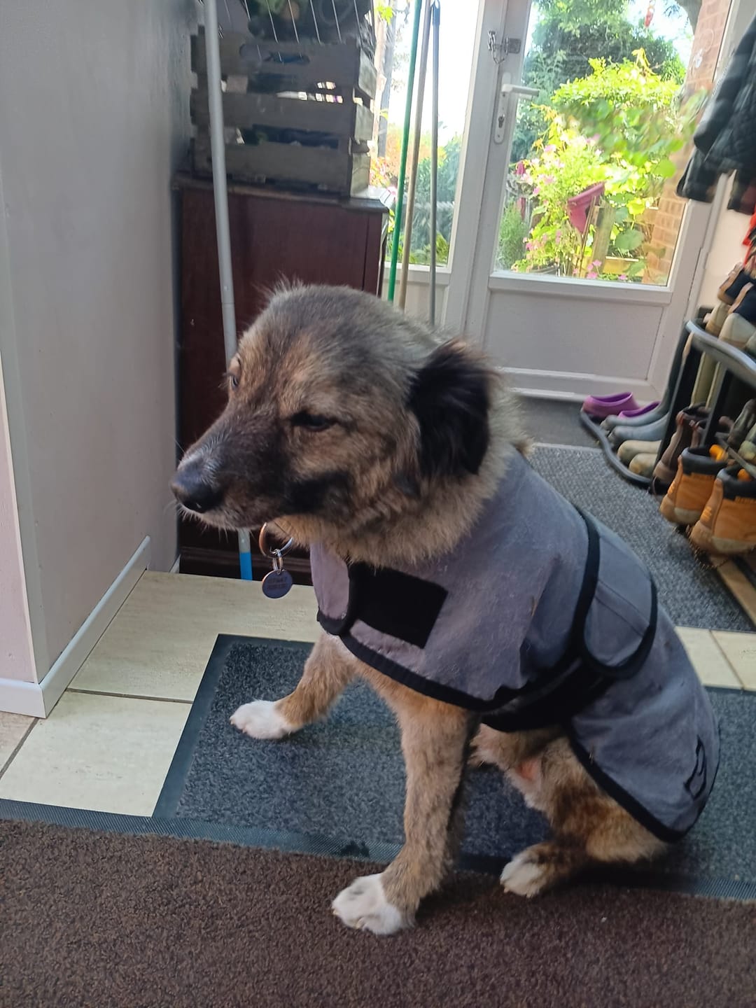 Customer photo review of Luxury Dog Cooling Coat