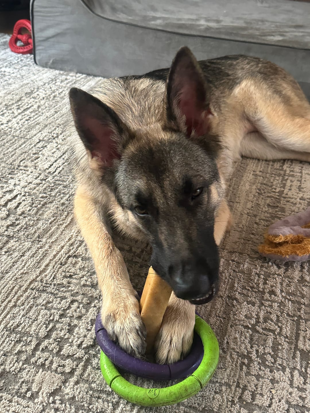 Customer photo review of Himalayan Yak Chew (MEGA)