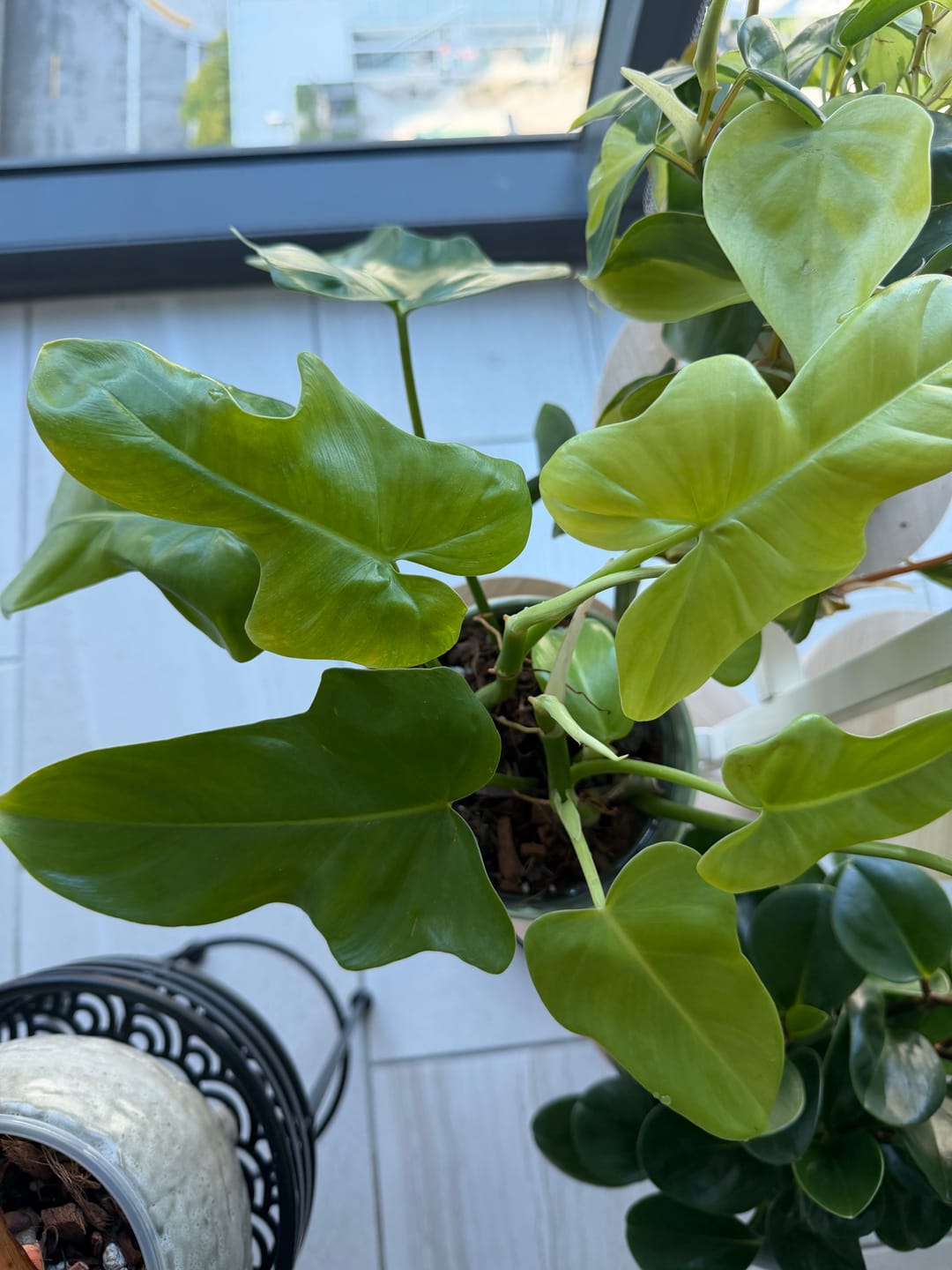 Customer photo review of Philodendron bipennifolium aurea