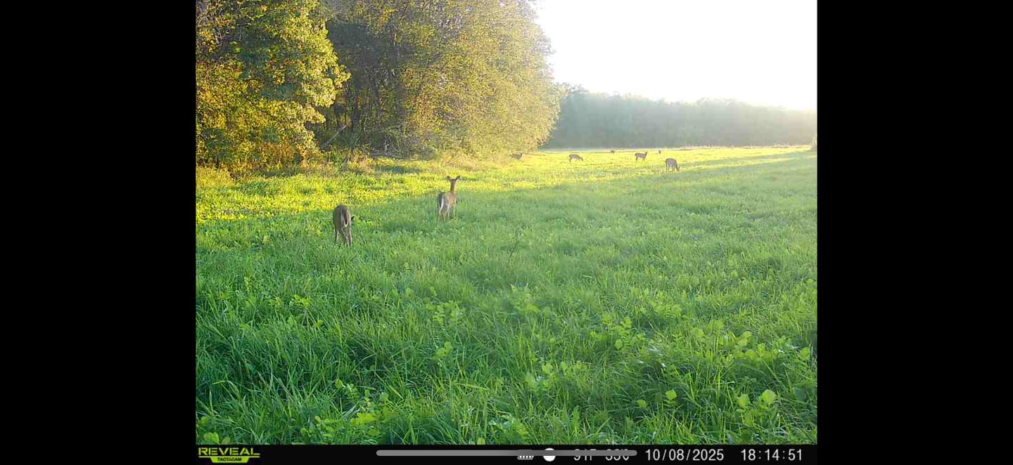 Customer photo review of Forage Factory™ Food Plot Seed