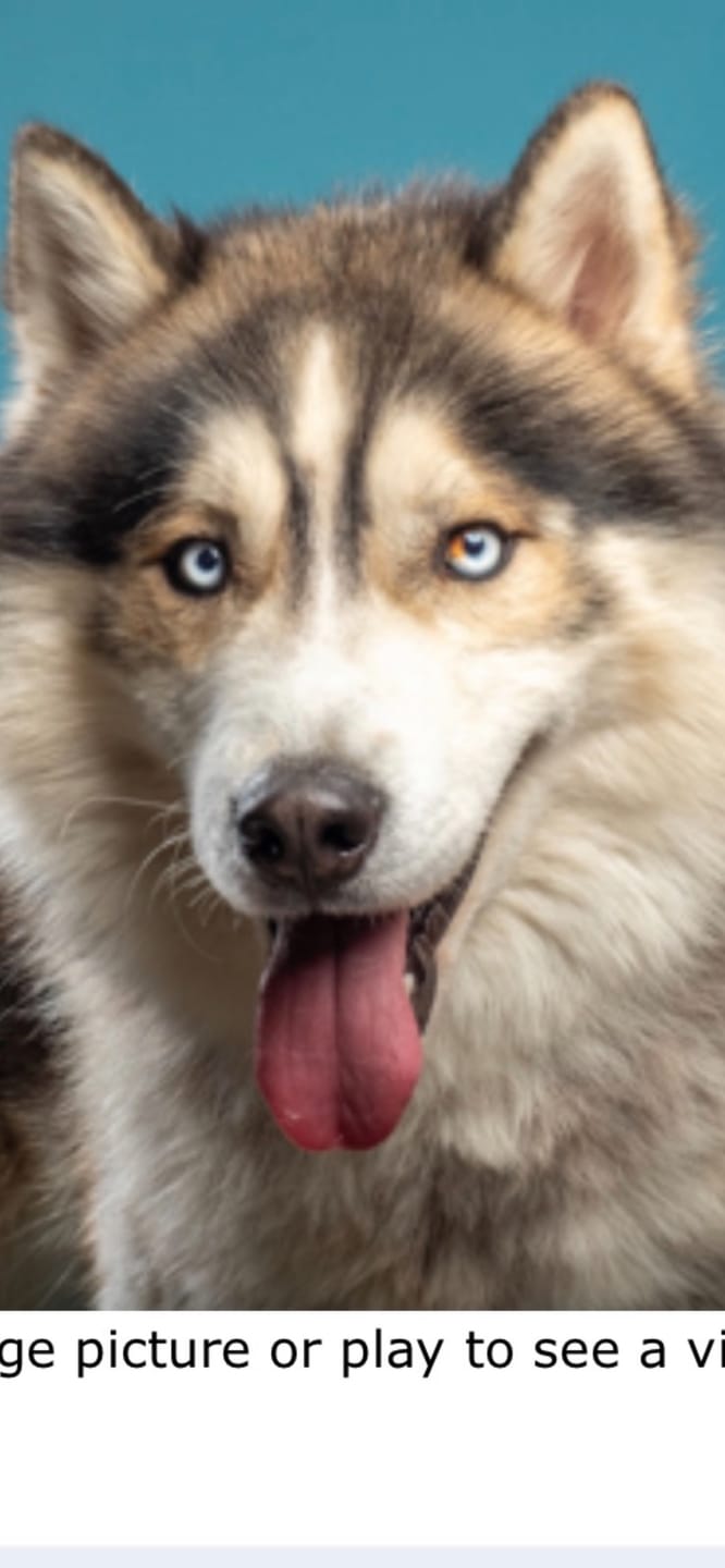 Customer photo review of Chewy Ostrich Knee Tendon: The Satisfying, Joint-Supporting Chew