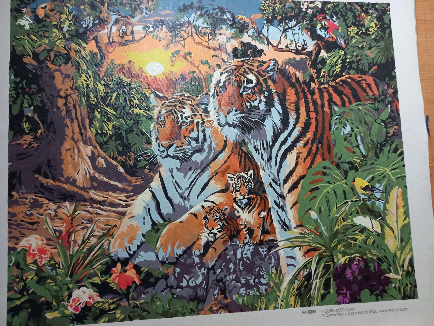 Customer photo review of Famille de Tigre