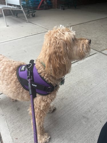 Customer's fluffy dog standing on a sidewalk while wearing a purple Dogshood harness and matching leash.