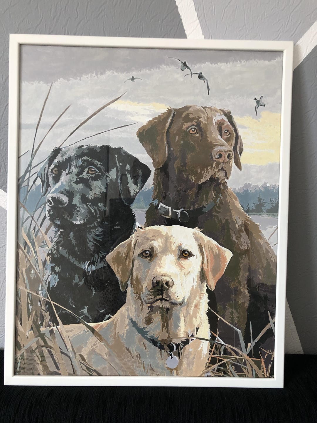 Customer photo review of Trio de Labrador