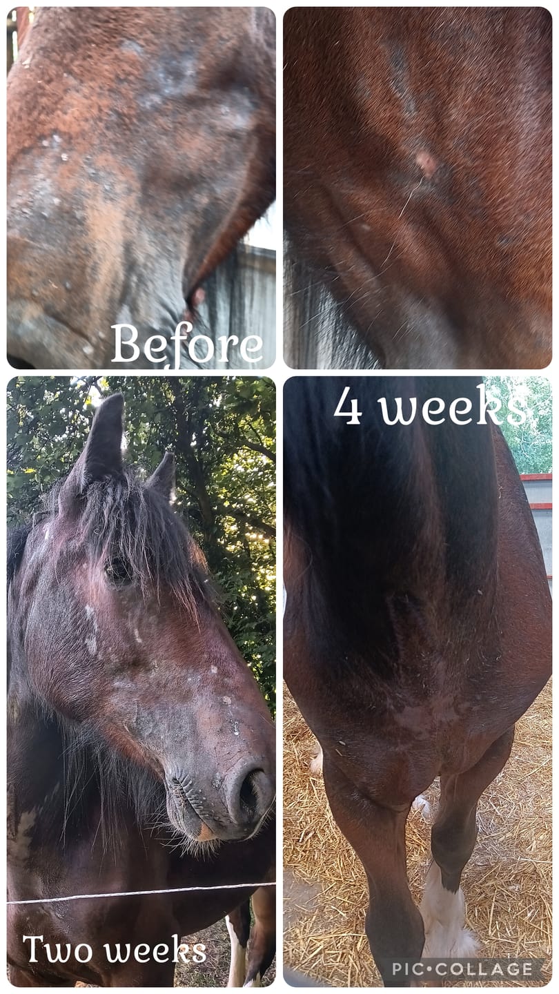Customer photo review of Horse Spray