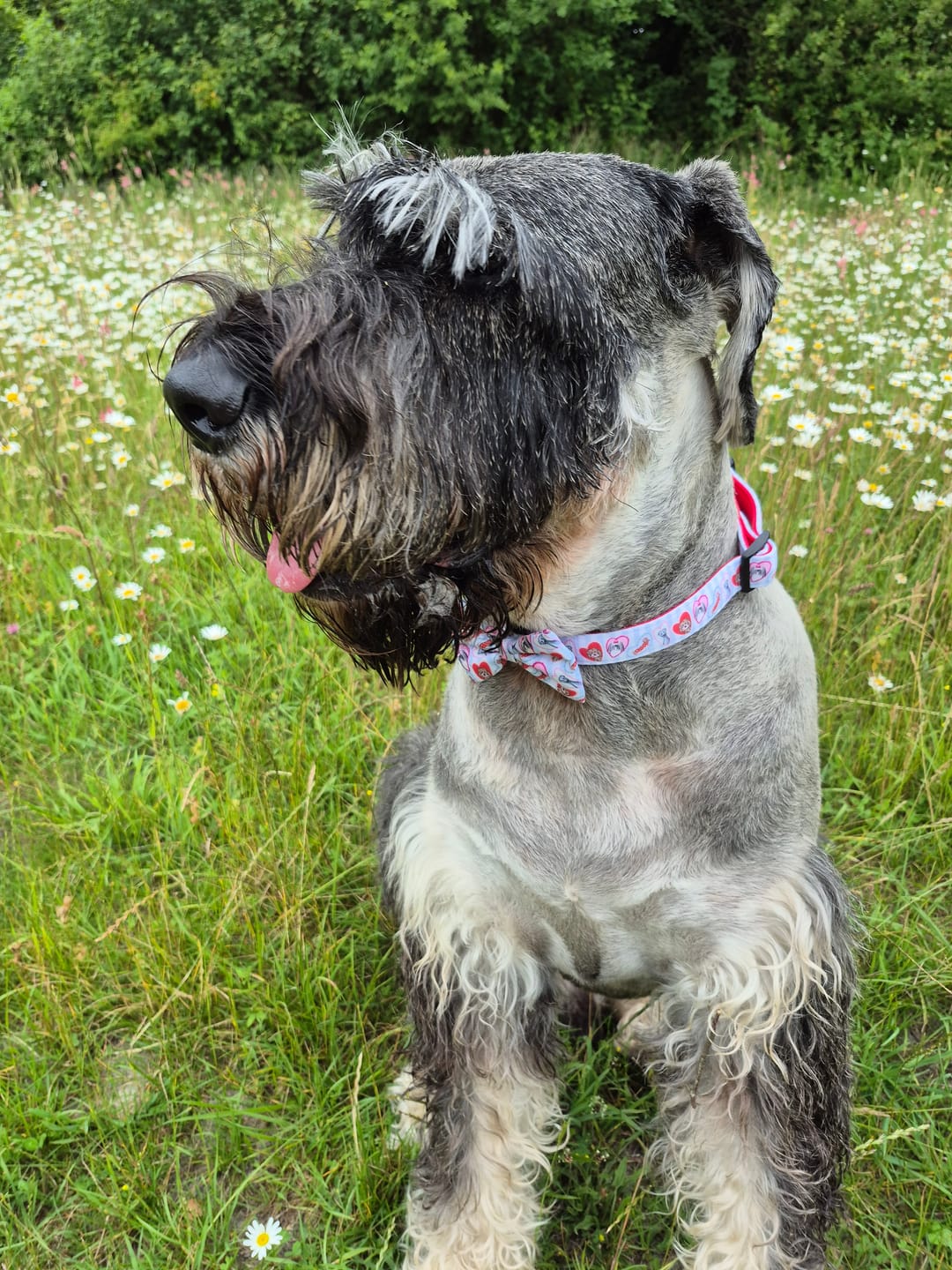 Customer photo review of Lead - My Fur Ever Love