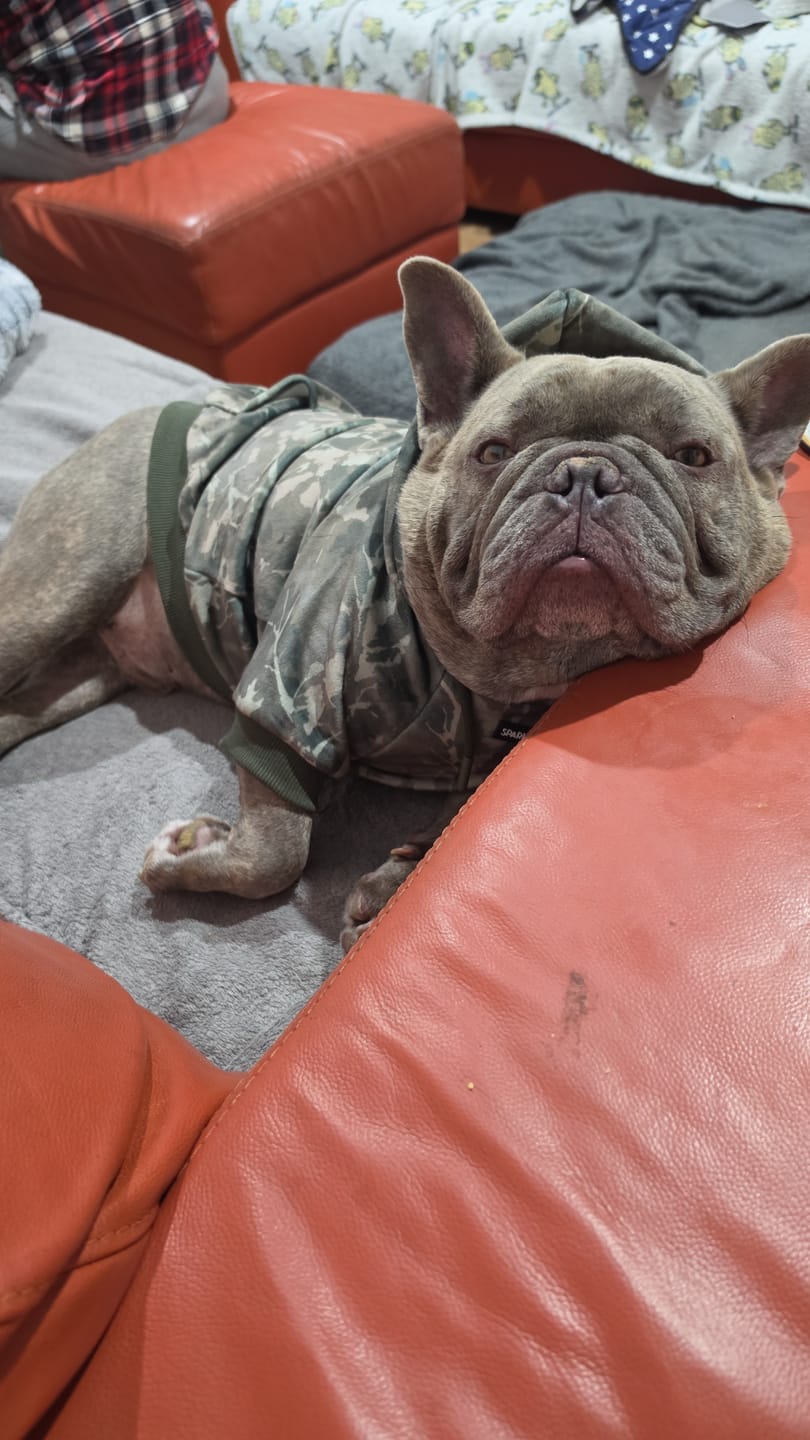 Customer photo review of Concrete Wood Dog Hoodie - Timber