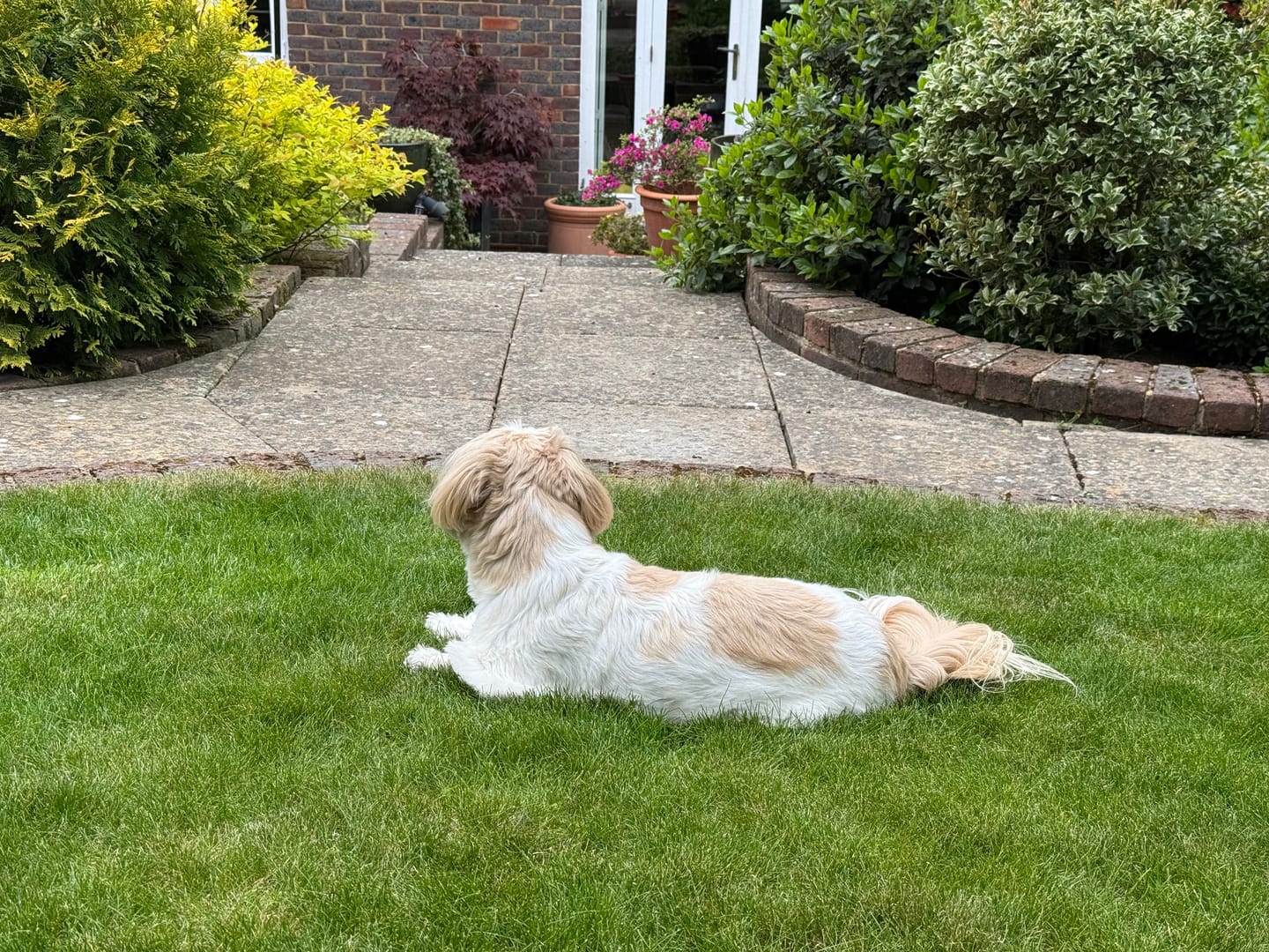 Customer photo review of Pre & Probiotic Supplement Chews for Dogs