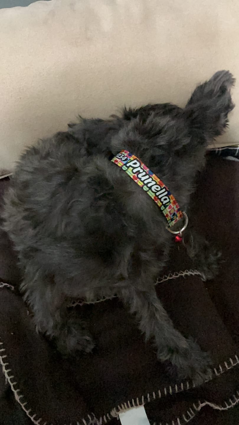 Customer photo review of Collar personalizado: Love Grid