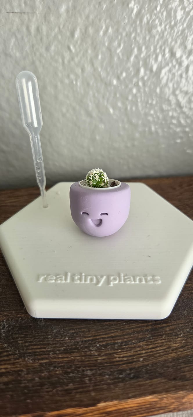 Customer photo review of Little Lavender