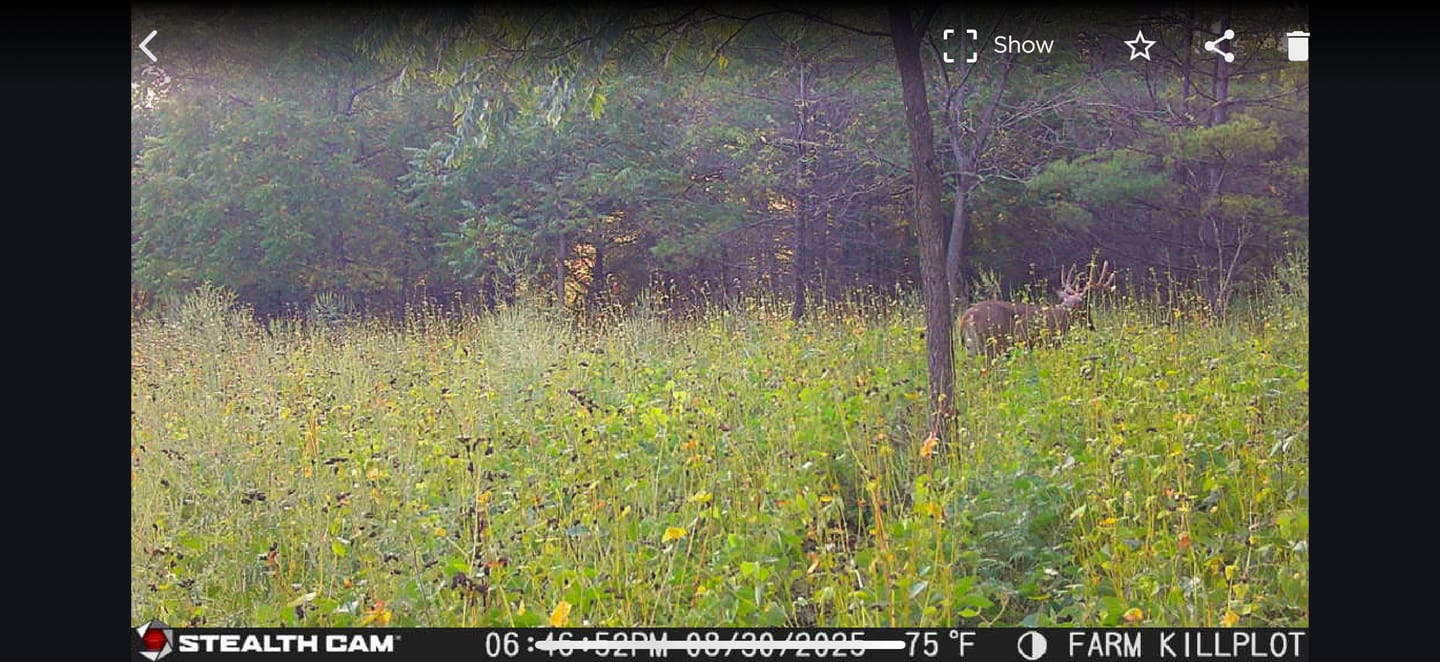 Customer photo review of Motherload™ Food Plot Seed