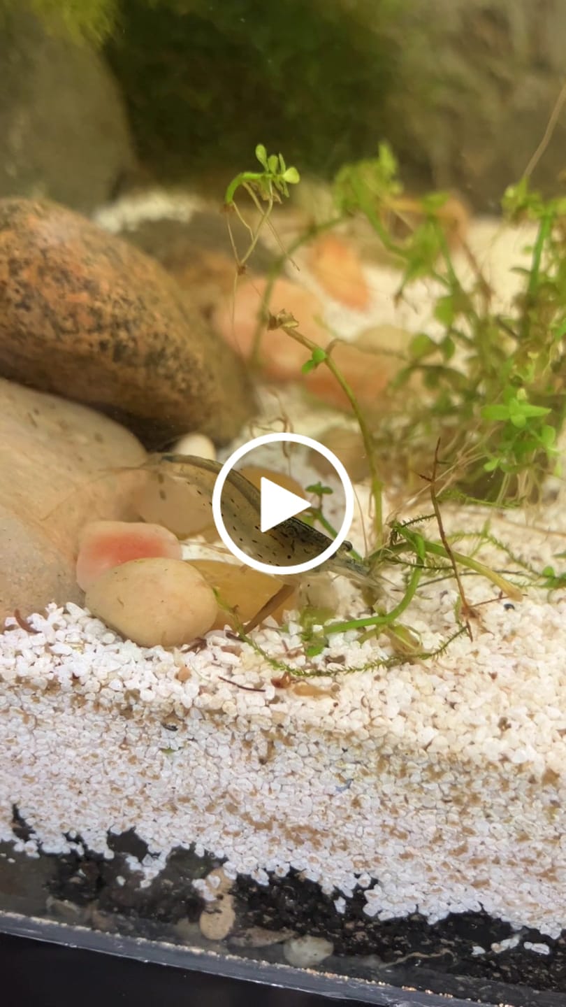 Customer video review of Amano Shrimp