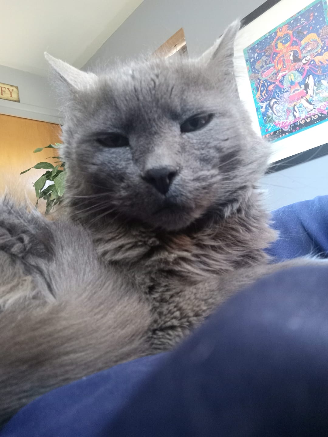 Customer photo review of 3x Blisso Advanced Cat Probiotic