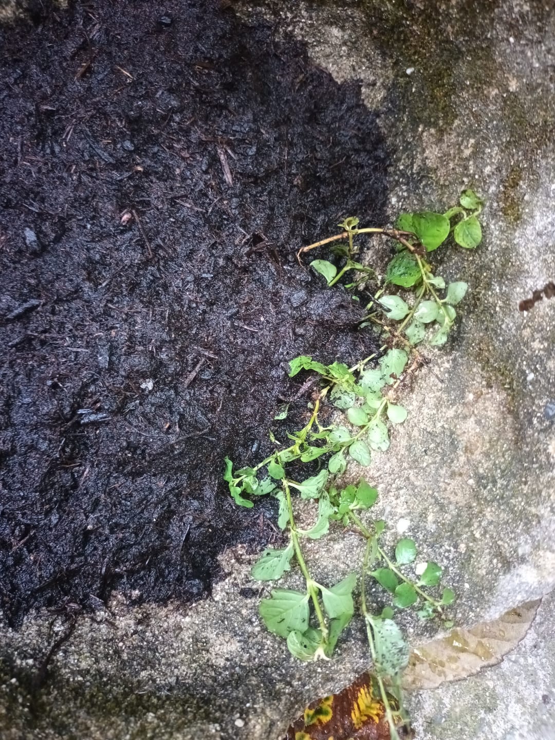 Customer photo review of LYSIMACHIA NUMMULARIA