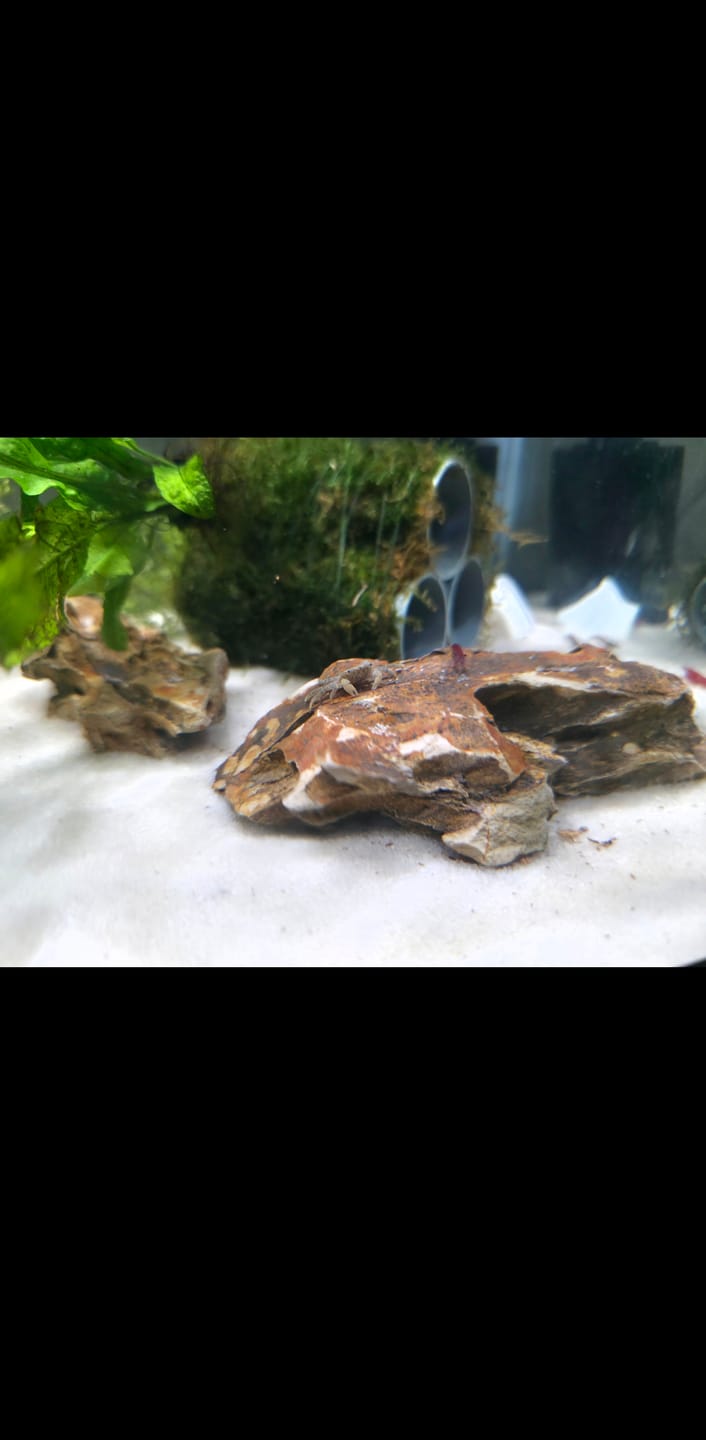 Customer photo review of Freshwater Pom Pom Crab (Ptychognathus barbatus)