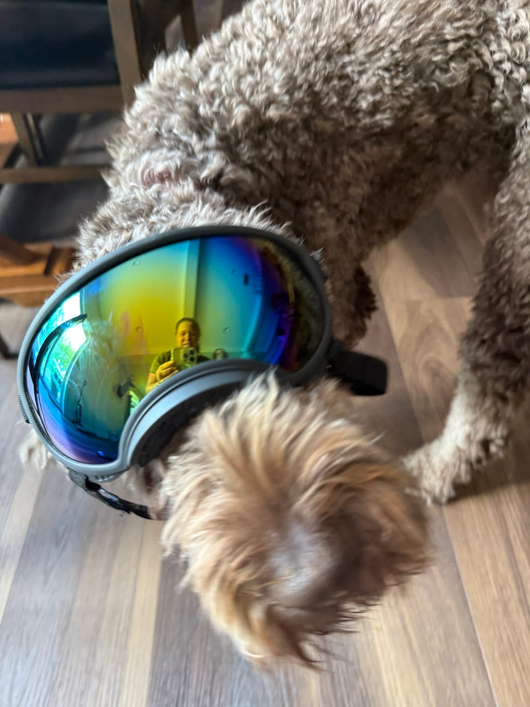 Customer photo review of Team K9® Dog Goggles